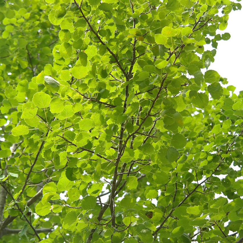 Hybrid Poplar (Populus deltoides x Populus nigra), photo 1 of 5