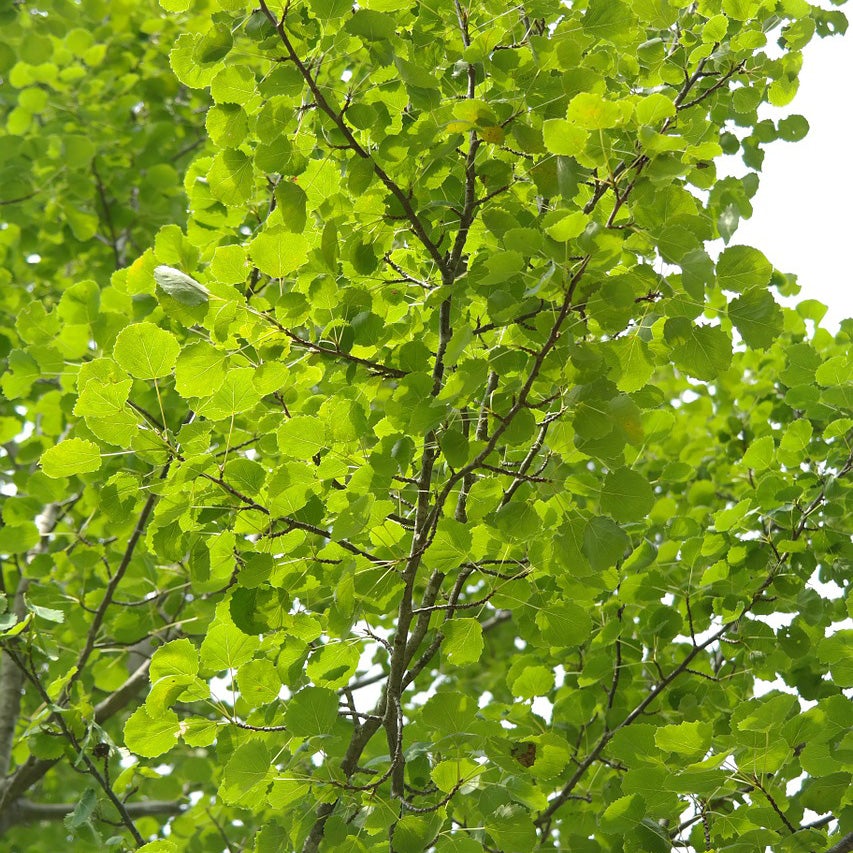Cottonless Cottonwood Tree - Northern Ridge Nursery