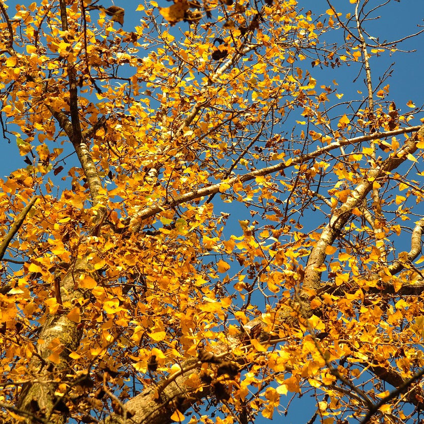 Cottonless Cottonwood Tree - Northern Ridge Nursery
