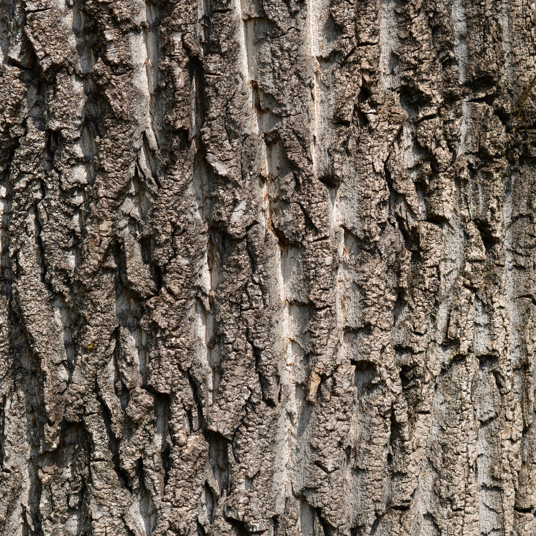 Hybrid Poplar (Populus deltoides x Populus nigra), photo 3 of 5
