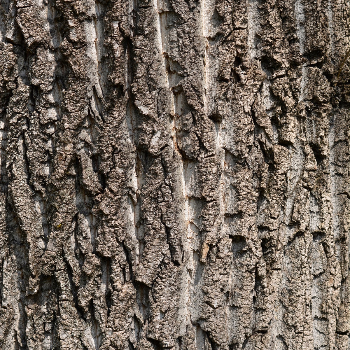 Cottonless Cottonwood Tree - Northern Ridge Nursery