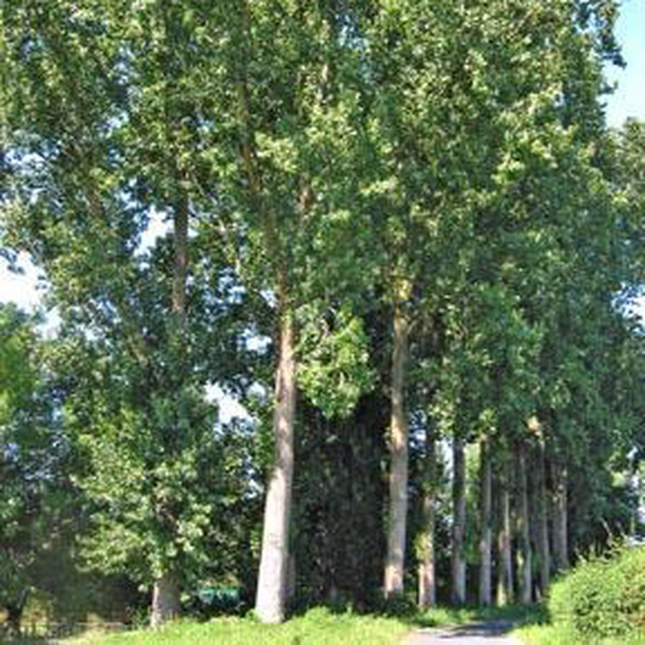 Buy Trees and Shrubs Online Hybrid Poplar Tree (23 Foot) Northern