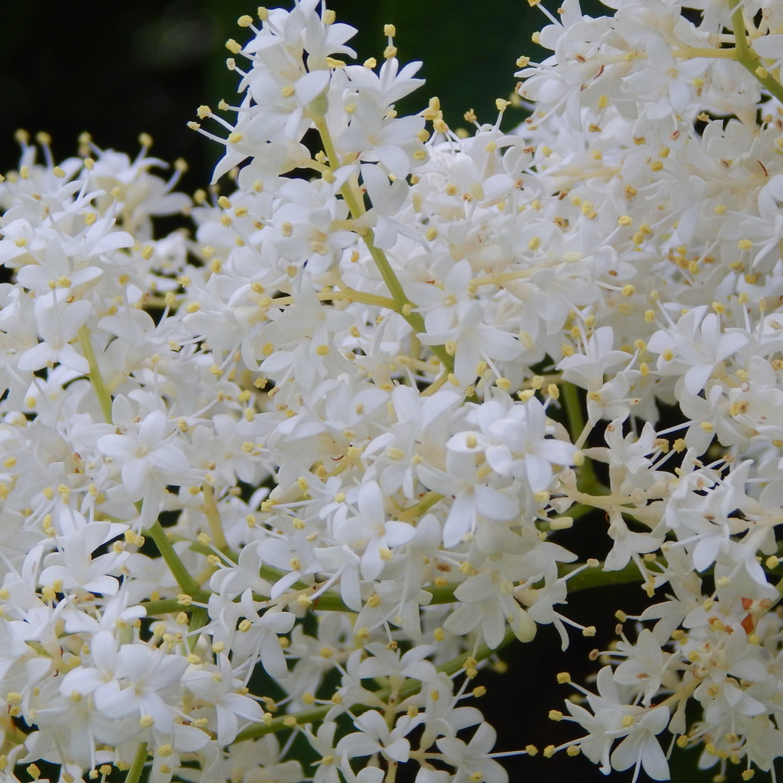 Peking Lilac (Syringa pekinensis), photo 2 of 2