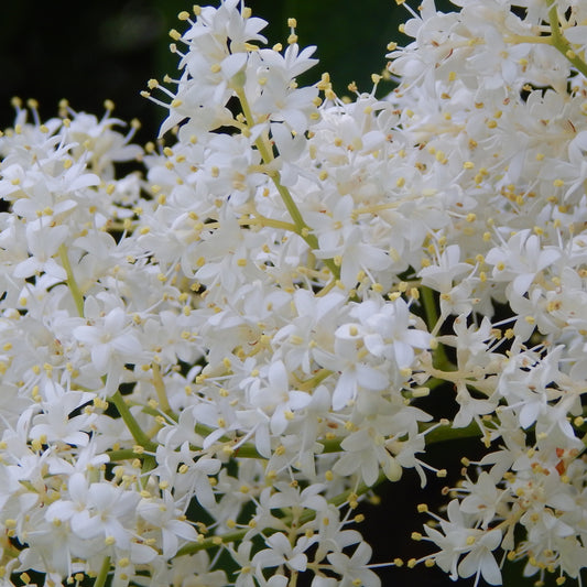 Japanese Lilac Tree - Northern Ridge Nursery