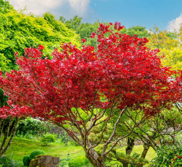 Red Leaf Japanese Maple Tree - Bare Root, 2-3 ft | Acer palmatum 'Atropurpureum'