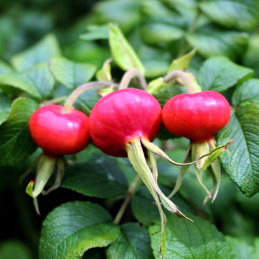 Japanese Rugosa Rose Bush | USDA Zones 2-7 | 18-24 Inches