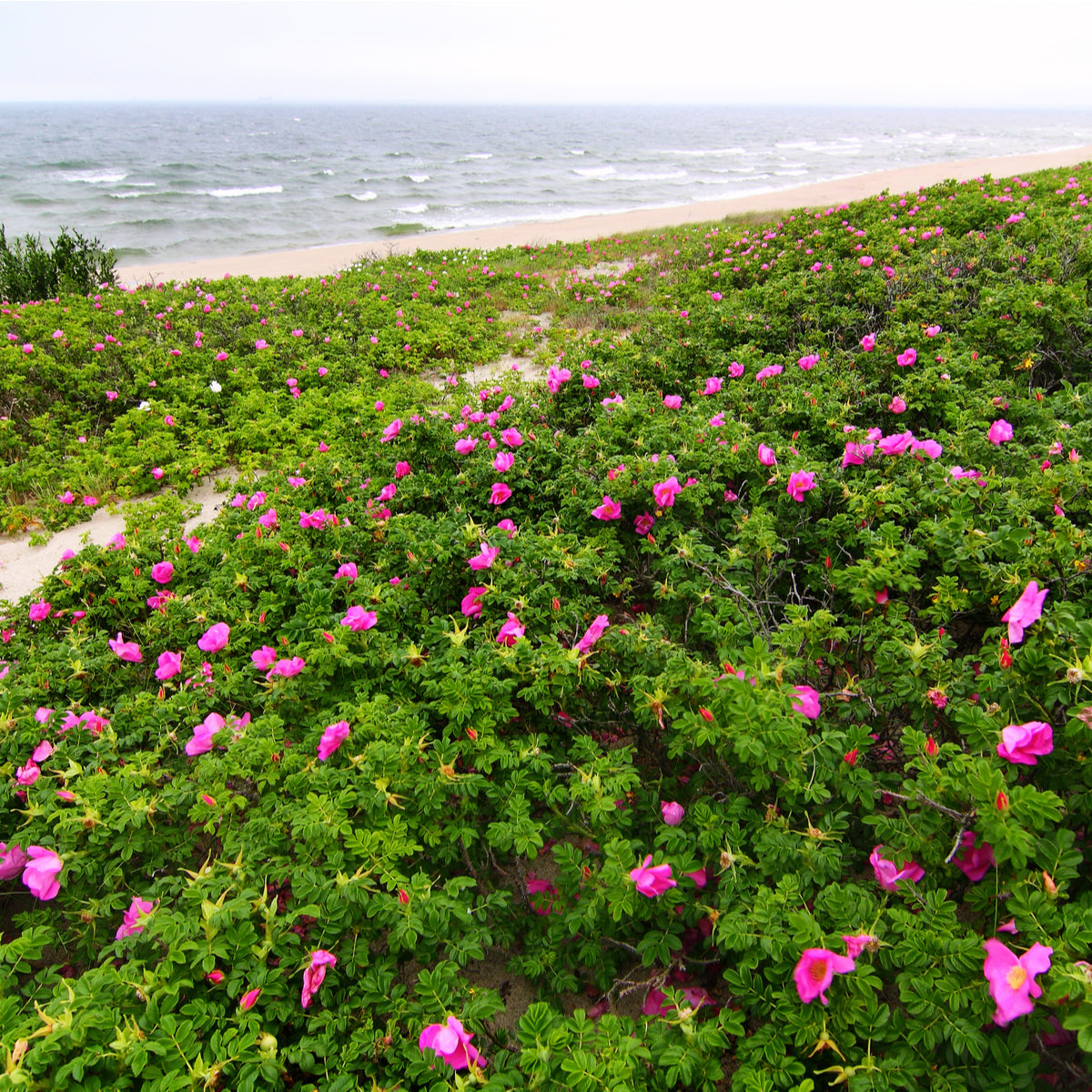 Japanese Rugosa Rose Bush | USDA Zones 2-7 | 18-24 Inches