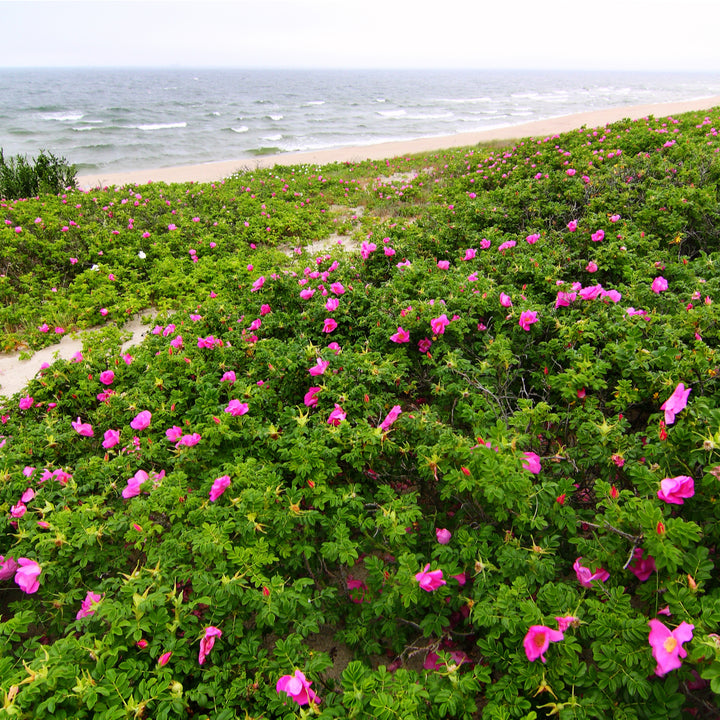 Rooting Rugosa Roses Japanese Rugosa Rose Bush | USDA Zones 2-7 | 18-24 Inches | Ornamental ...