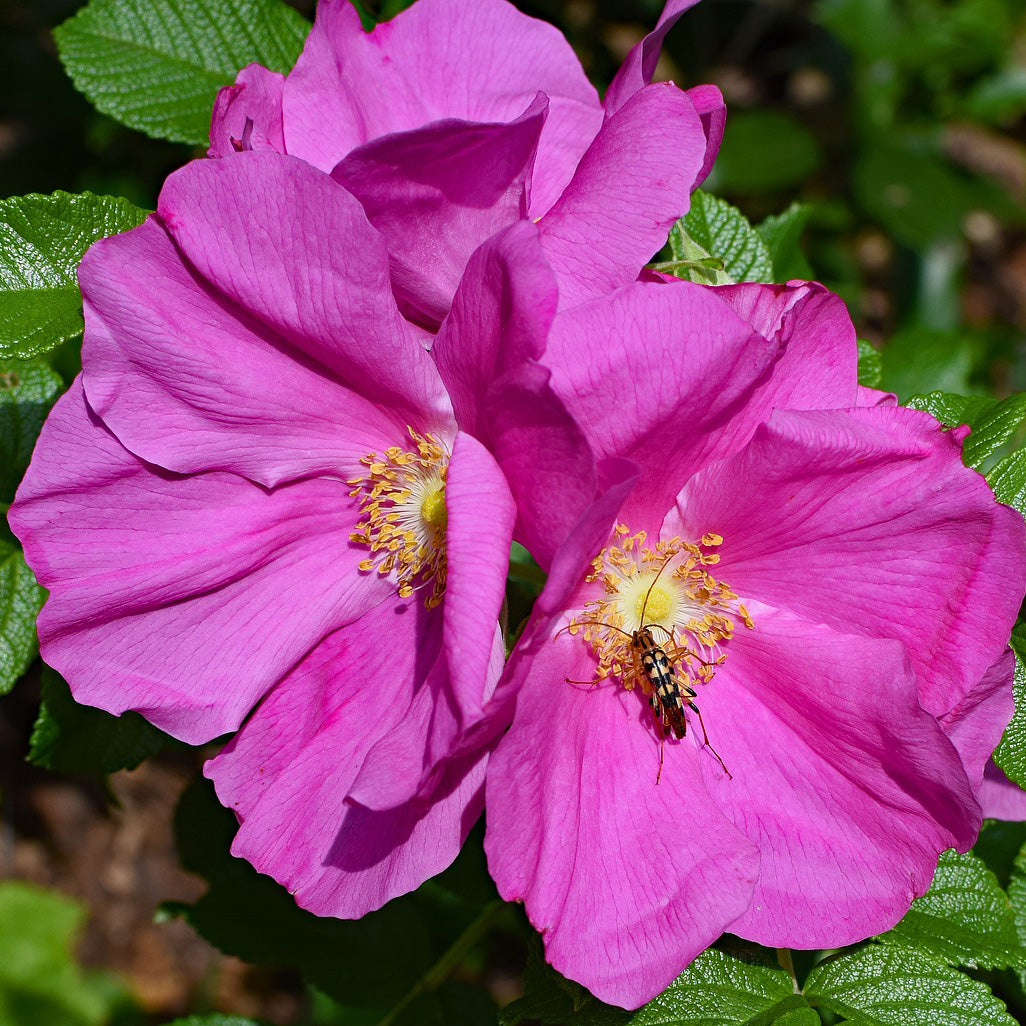 Japanese Rugosa Rose Bush | USDA Zones 2-7 | 18-24 Inches | Ornamental ...