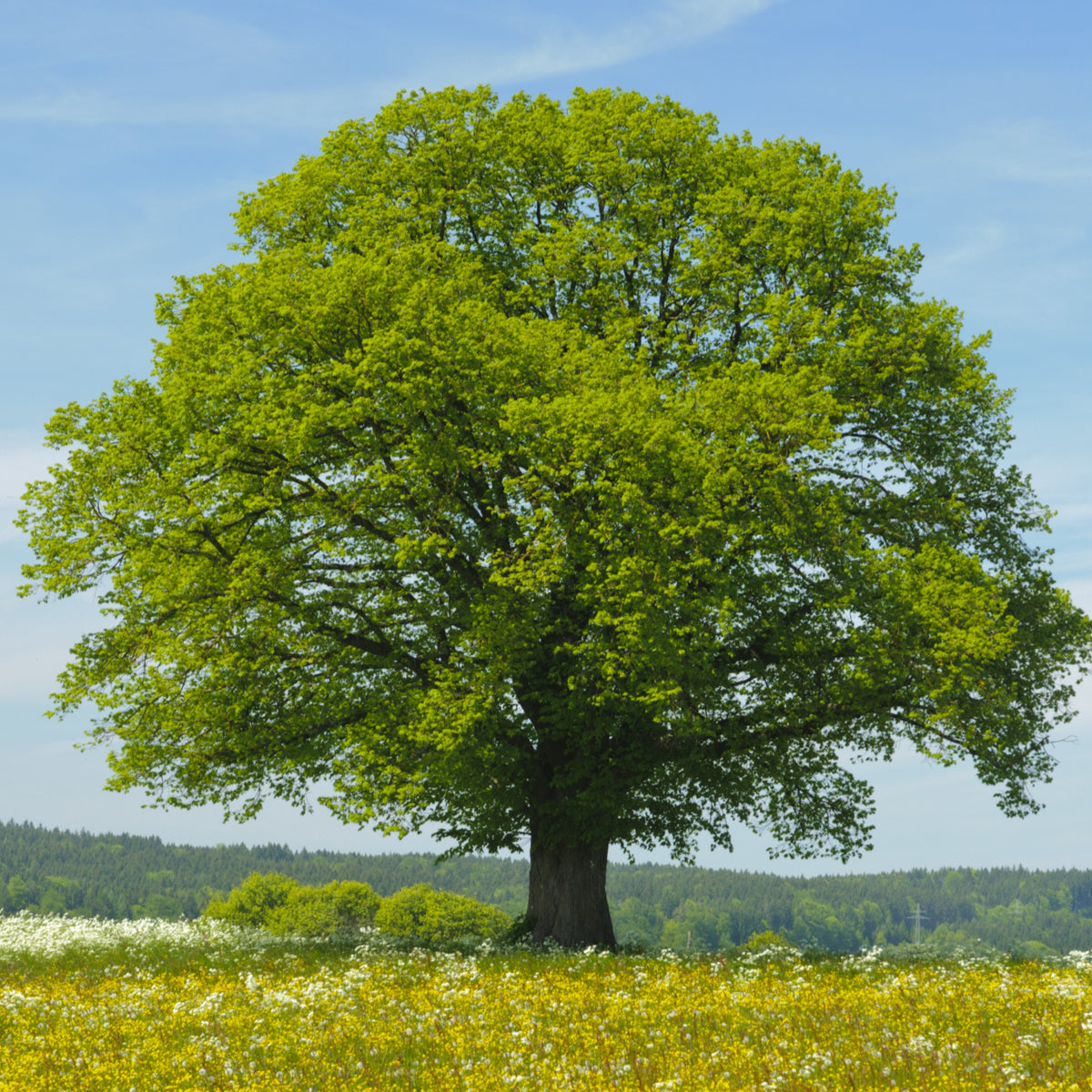 Buy Trees and Shrubs Online -Littleleaf Linden Tree - Northern Ridge Nursery