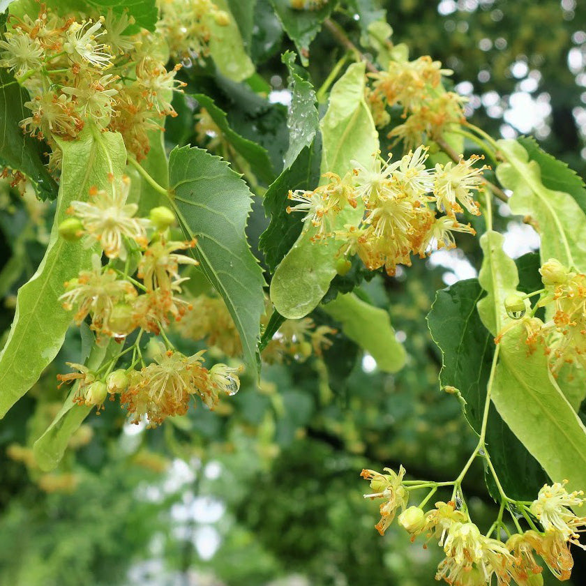 Littleleaf Linden Tree - Northern Ridge Nursery