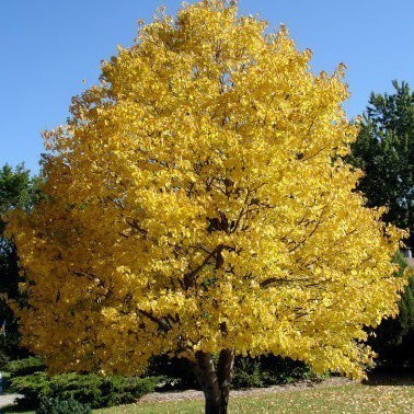 Littleleaf Linden Tree - Northern Ridge Nursery