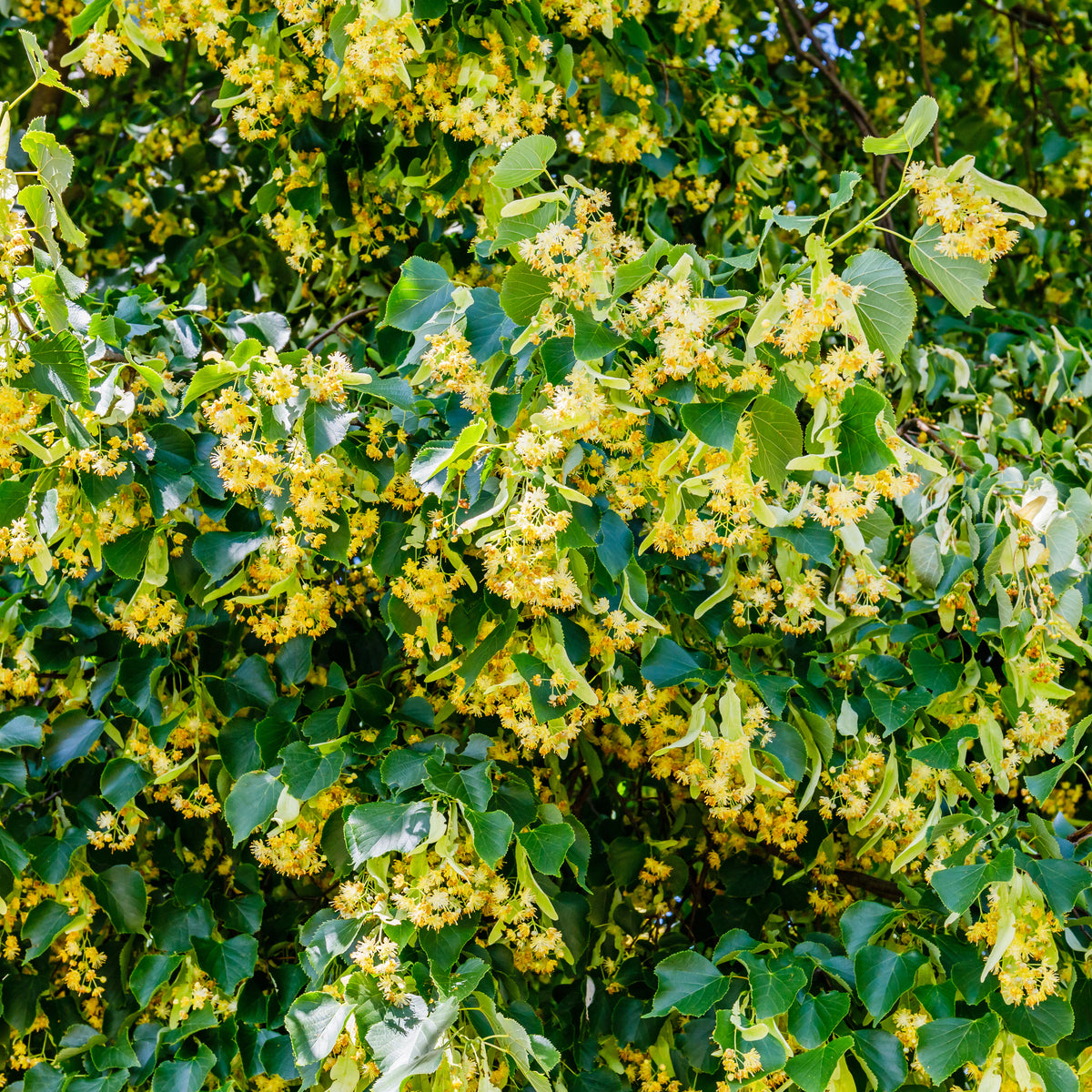 Littleleaf Linden Tree - Northern Ridge Nursery