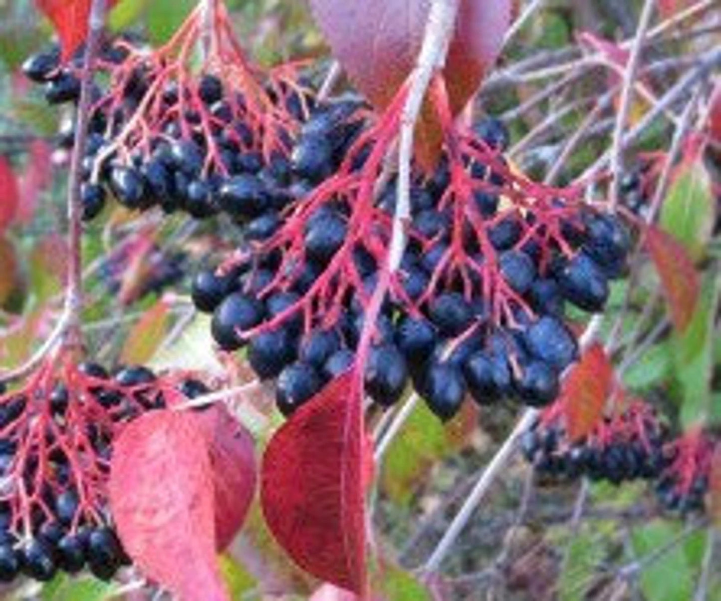 Buy Trees and Shrubs Online -Nannyberry Bush - Northern Ridge Nursery