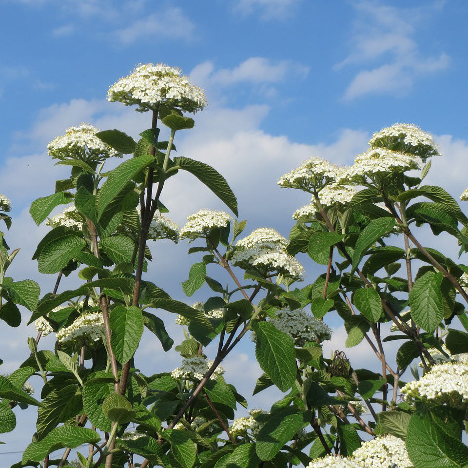 Nannyberry Bush - Northern Ridge Nursery
