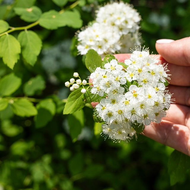 Nannyberry Bush - Northern Ridge Nursery