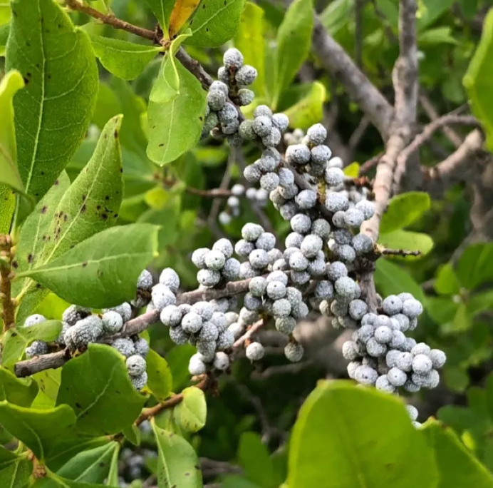 Buy Trees and Shrubs Online -Northern Bayberry Bush (18-24 Inches) - Northern Ridge Nursery