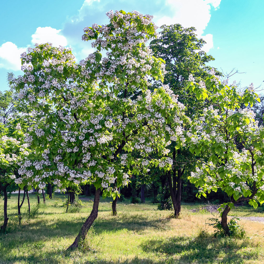 Northern Catalpa (Catalpa speciosa), photo 1 of 6