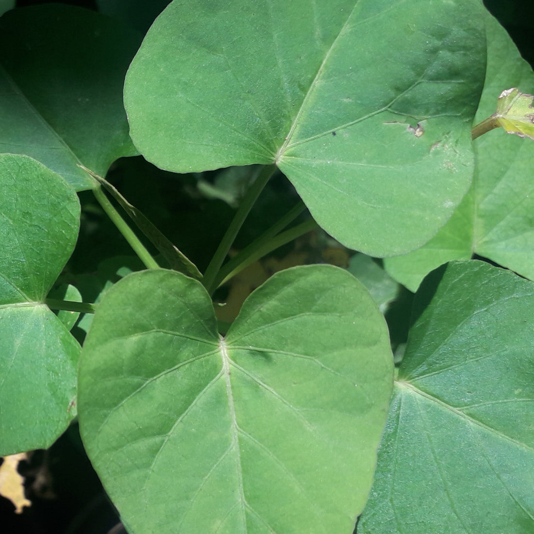 Northern Catalpa (Catalpa speciosa), photo 3 of 6