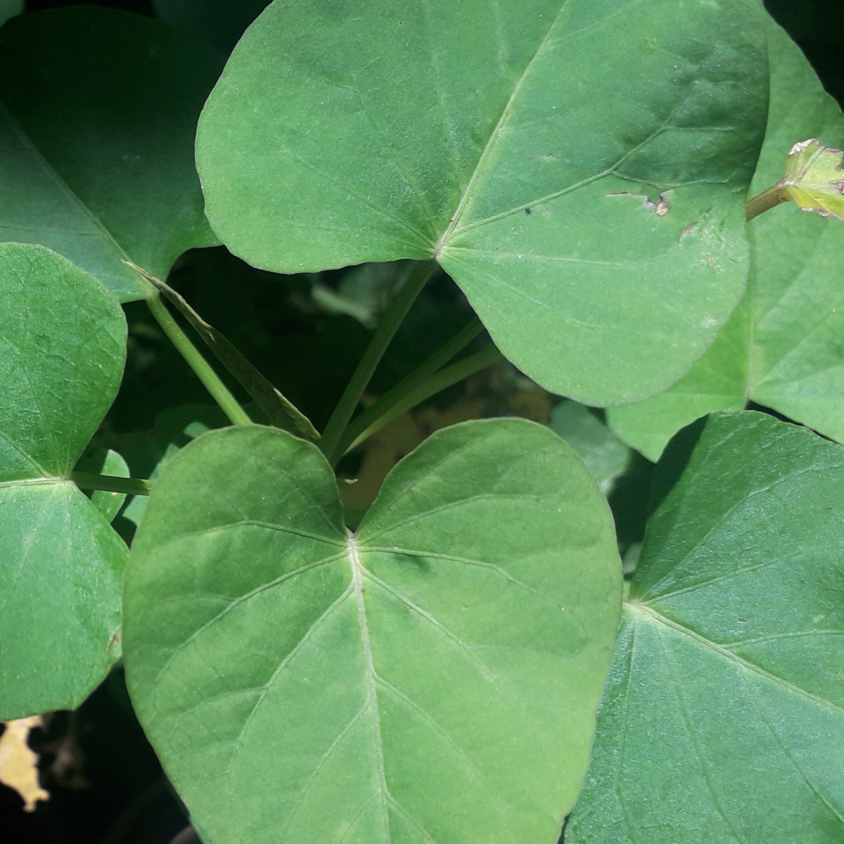 Northern Catalpa Tree - Northern Ridge Nursery