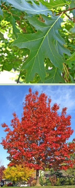 Northern Red Oak (Quercus rubra), photo 4 of 4