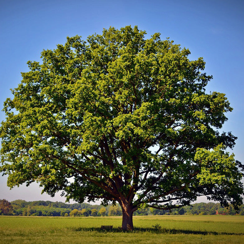 Red Oak Tree - Northern Ridge Nursery