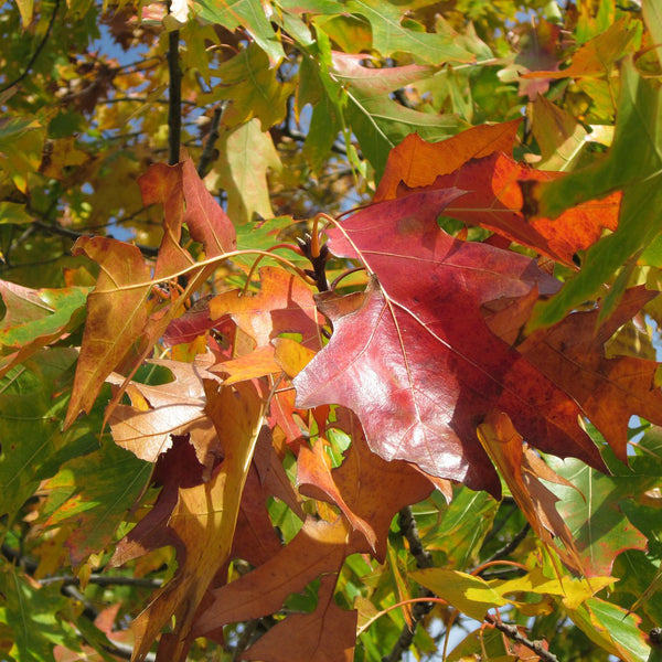 Buy Trees and Shrubs Online -Red Oak Tree (2-3 Foot) - Northern Ridge Nursery