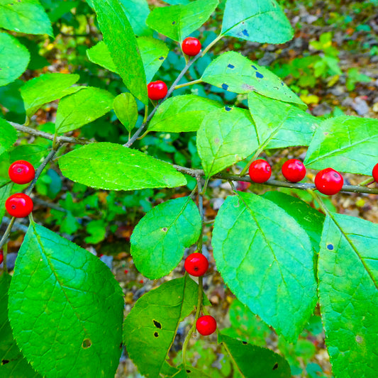 Buy Trees and Shrubs Online -Northern Spicebush (18-24 Inches) - Northern Ridge Nursery