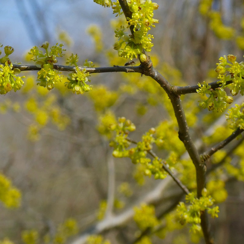 Spicebush - Northern Ridge Nursery