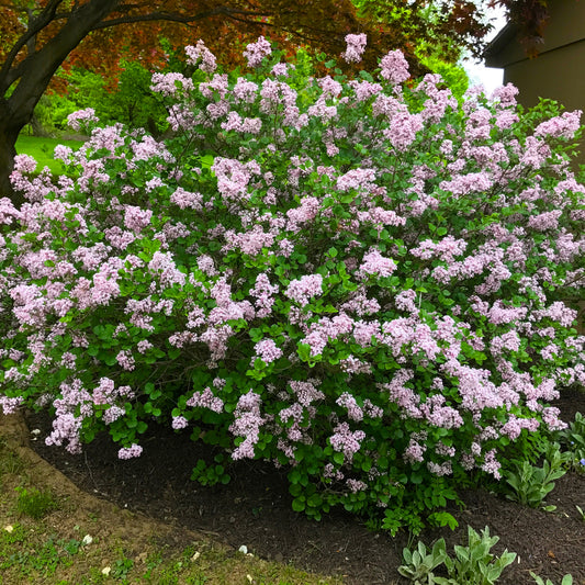 Old Fashioned Lilac Bush - Bare Root, 18-24 in | Syringa vulgaris