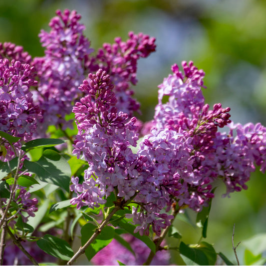 Buy Trees and Shrubs Online -Old Fashioned Lilac Bush (2-3 Foot) - Northern Ridge Nursery