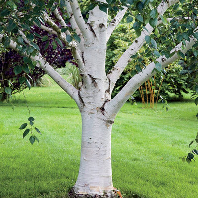 Paper White Birch Tree | USDA Zones 2-6 | 2-3 Foot | Ornamental Trees ...