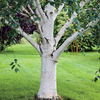 Buy Trees and Shrubs Online -Paper White Birch Tree (2-3 Foot) - Northern  Ridge Nursery