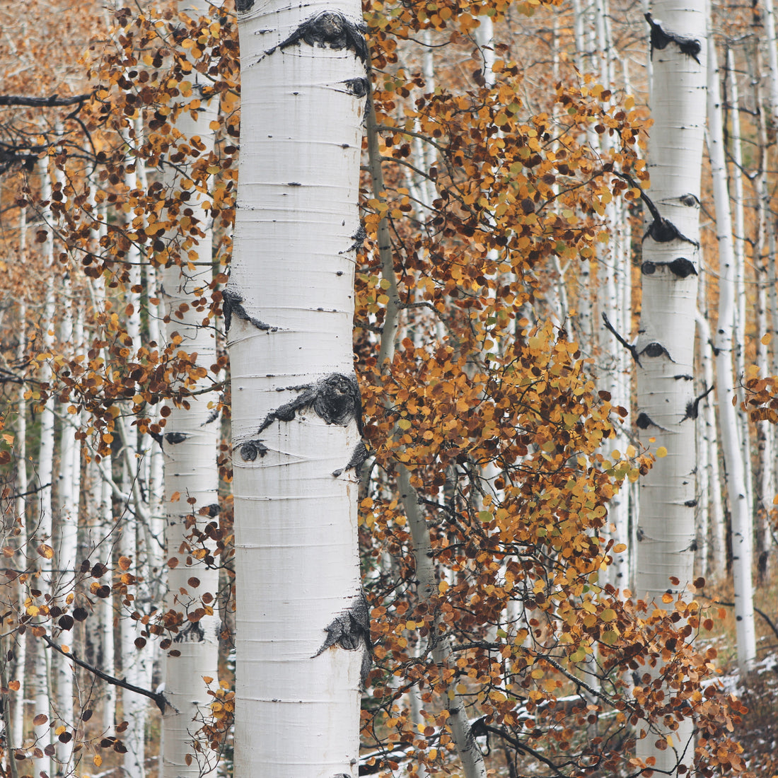 Paper Birch (Betula papyrifera), photo 3 of 3