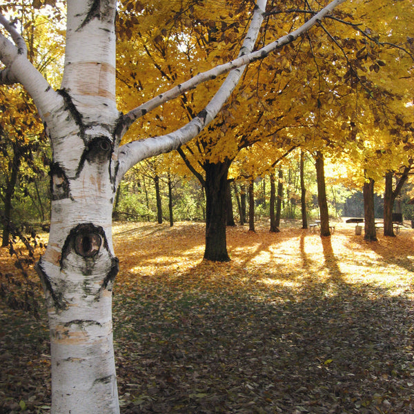 Buy Trees and Shrubs Online -Paper White Birch Tree (2-3 Foot) - Northern Ridge Nursery