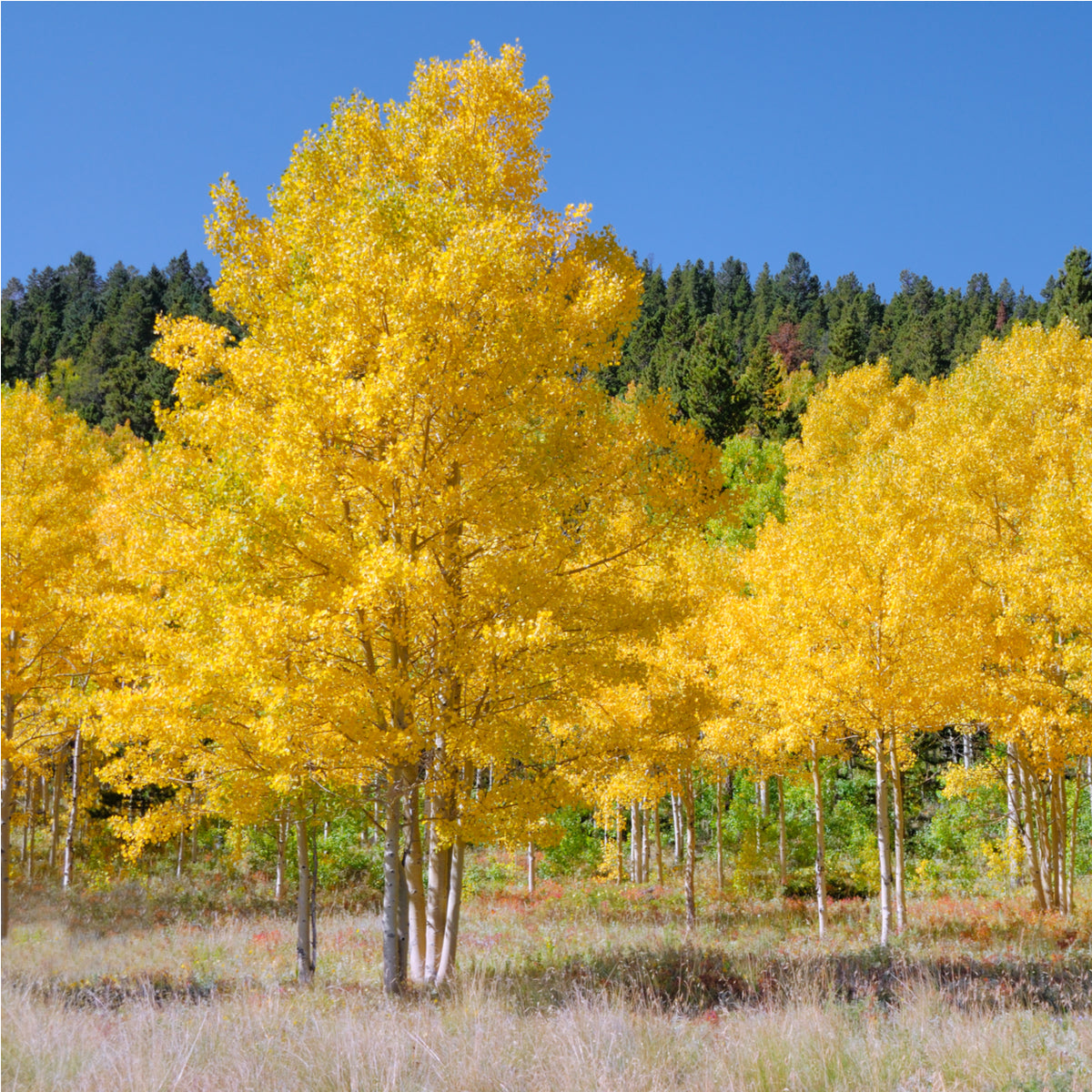 Aspen Trees