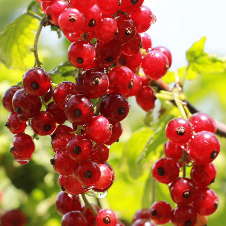 Buy Trees and Shrubs Online -Red Currant Bush (1-2 Foot) - Northern Ridge Nursery