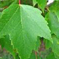 Red Maple Tree - Northern Ridge Nursery