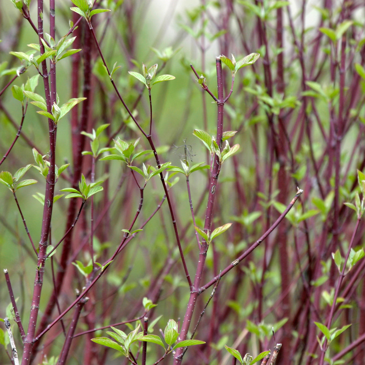 Red Osier Dogwood Shrub - Northern Ridge Nursery