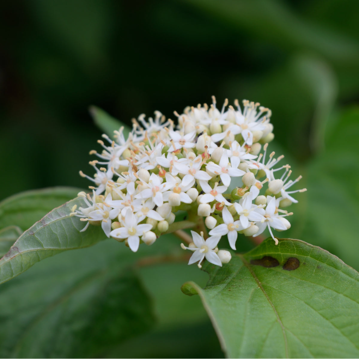 Red Osier Dogwood Shrub - Northern Ridge Nursery