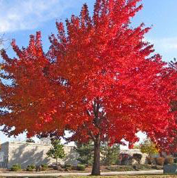 Buy Trees and Shrubs Online -Red Maple Tree (2-3 Foot) - Northern Ridge Nursery