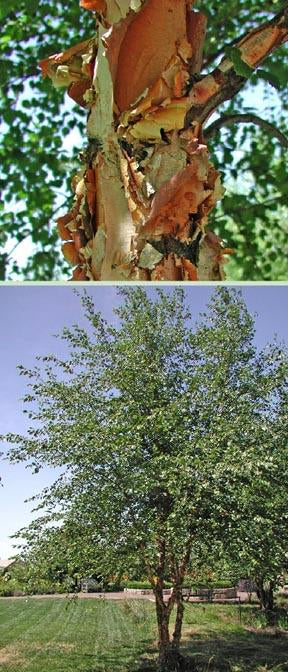 Buy Trees and Shrubs Online -River Birch Tree (2-3 Foot) - Northern Ridge Nursery
