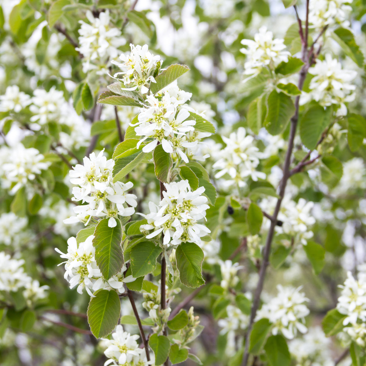 Common Serviceberry Tree - Northern Ridge Nursery