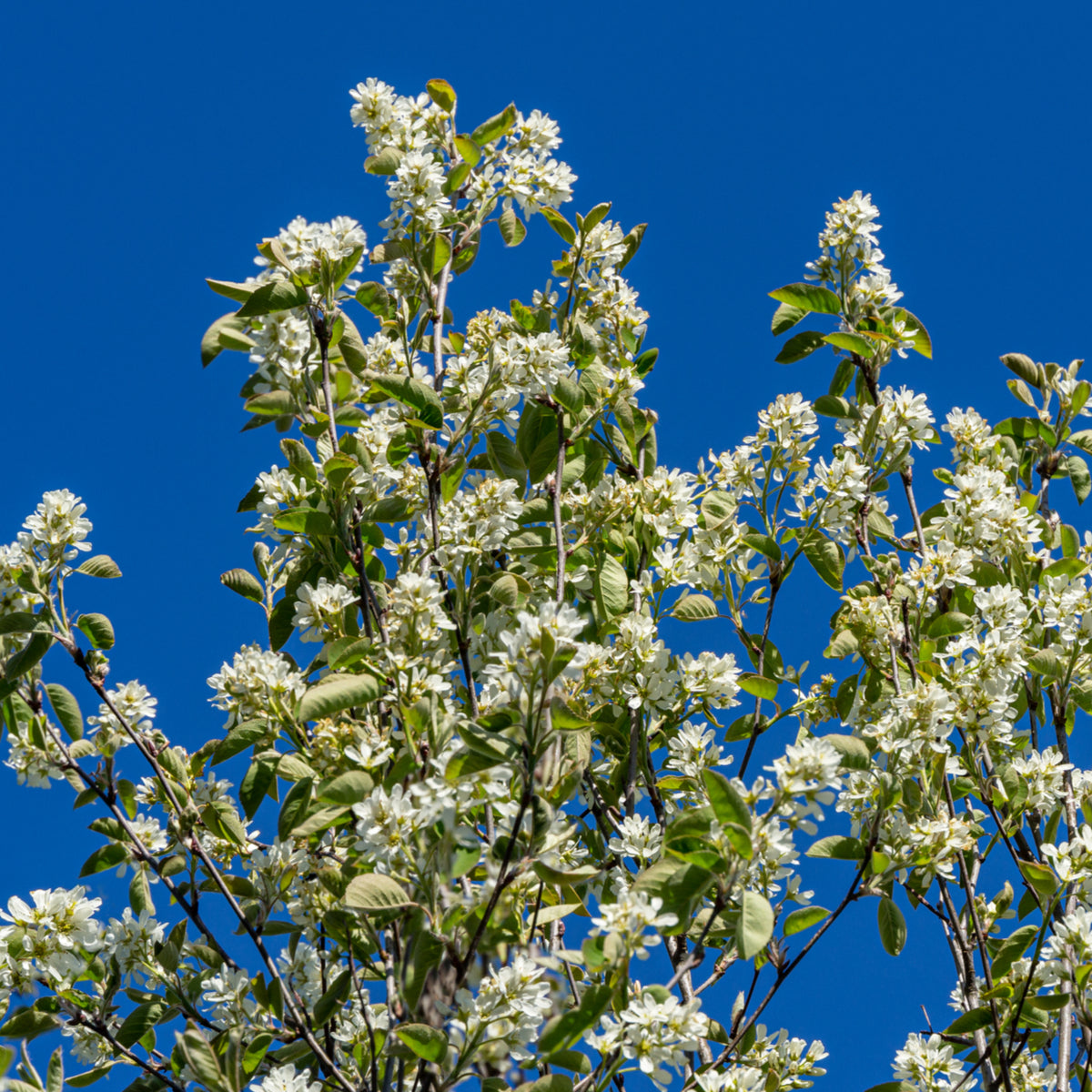 Common Serviceberry Tree - Northern Ridge Nursery