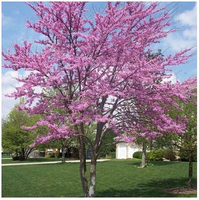 Redbud Tree - Northern Ridge Nursery