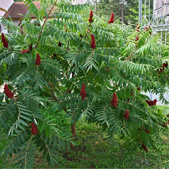 Buy Trees and Shrubs Online Staghorn Sumac Tree (23 Foot) Northern