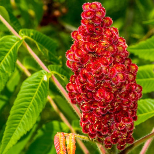 Buy Trees and Shrubs Online -Staghorn Sumac Tree (2-3 Foot) - Northern Ridge Nursery