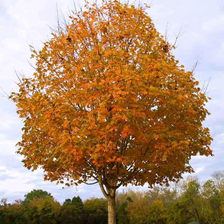 Buy Trees and Shrubs Online -Sugar Maple Tree (2-3 Foot) - Northern Ridge Nursery