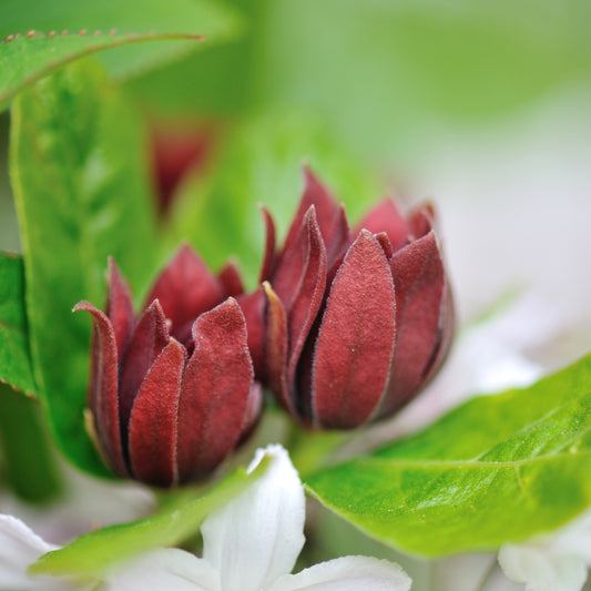 Buy Trees and Shrubs Online -Sweetshrub Carolina Allspice (2-3 Foot) - Northern Ridge Nursery