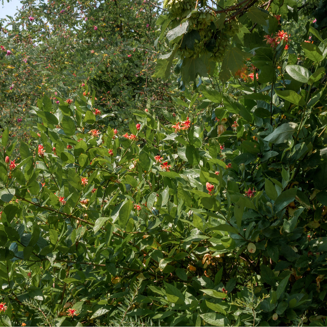 Carolina Allspice (Calycanthus floridus), photo 2 of 3